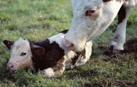 cow and calf after birthing