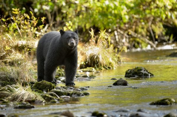 Black bear standing at a creek.
