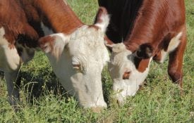 A herford cow-calf pair grazing.