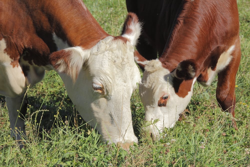A herford cow-calf pair grazing.