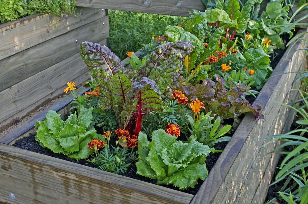 Raised bed vegetable garden