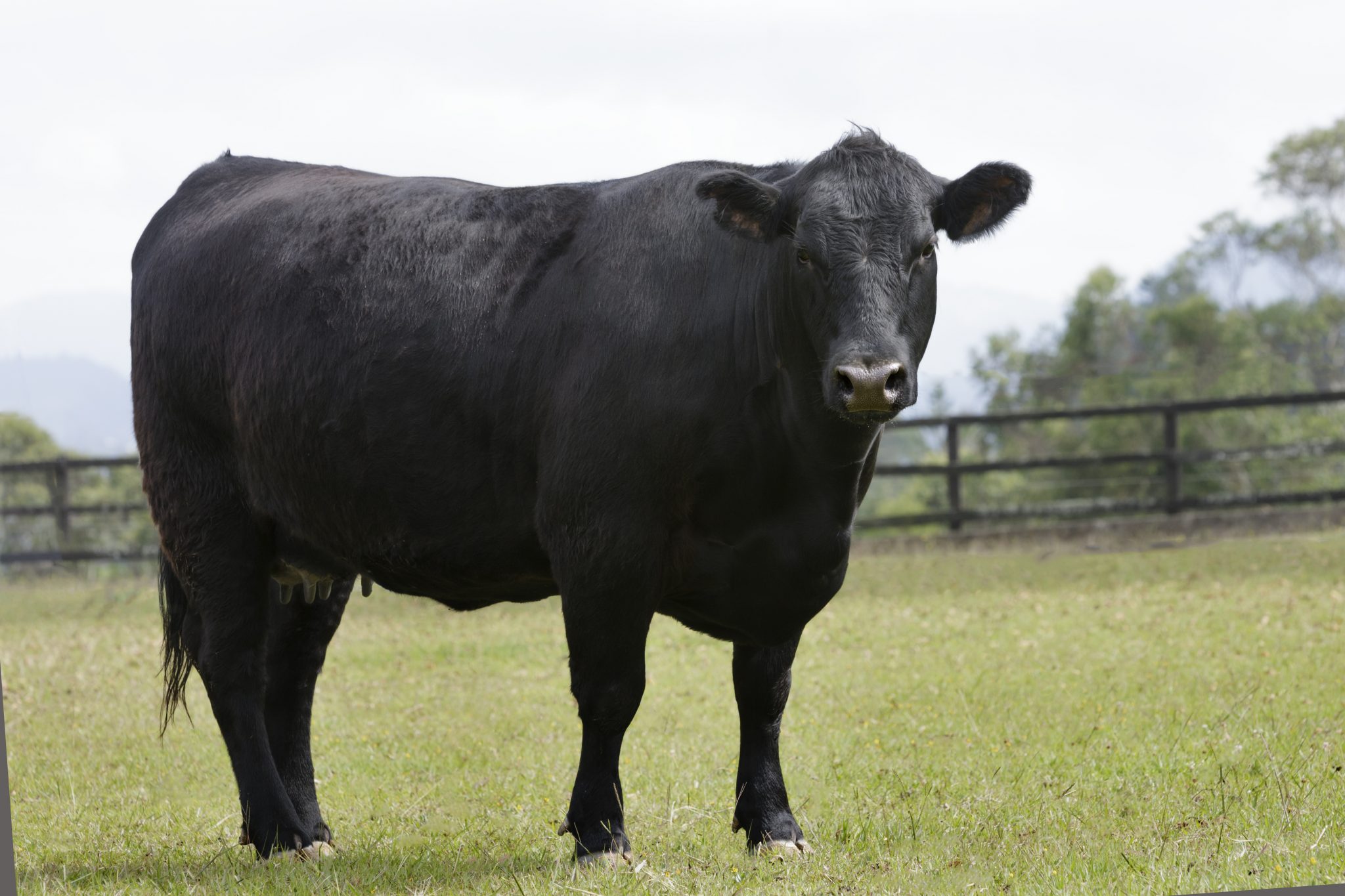 Beef Conformation Basics - Alabama Cooperative Extension System