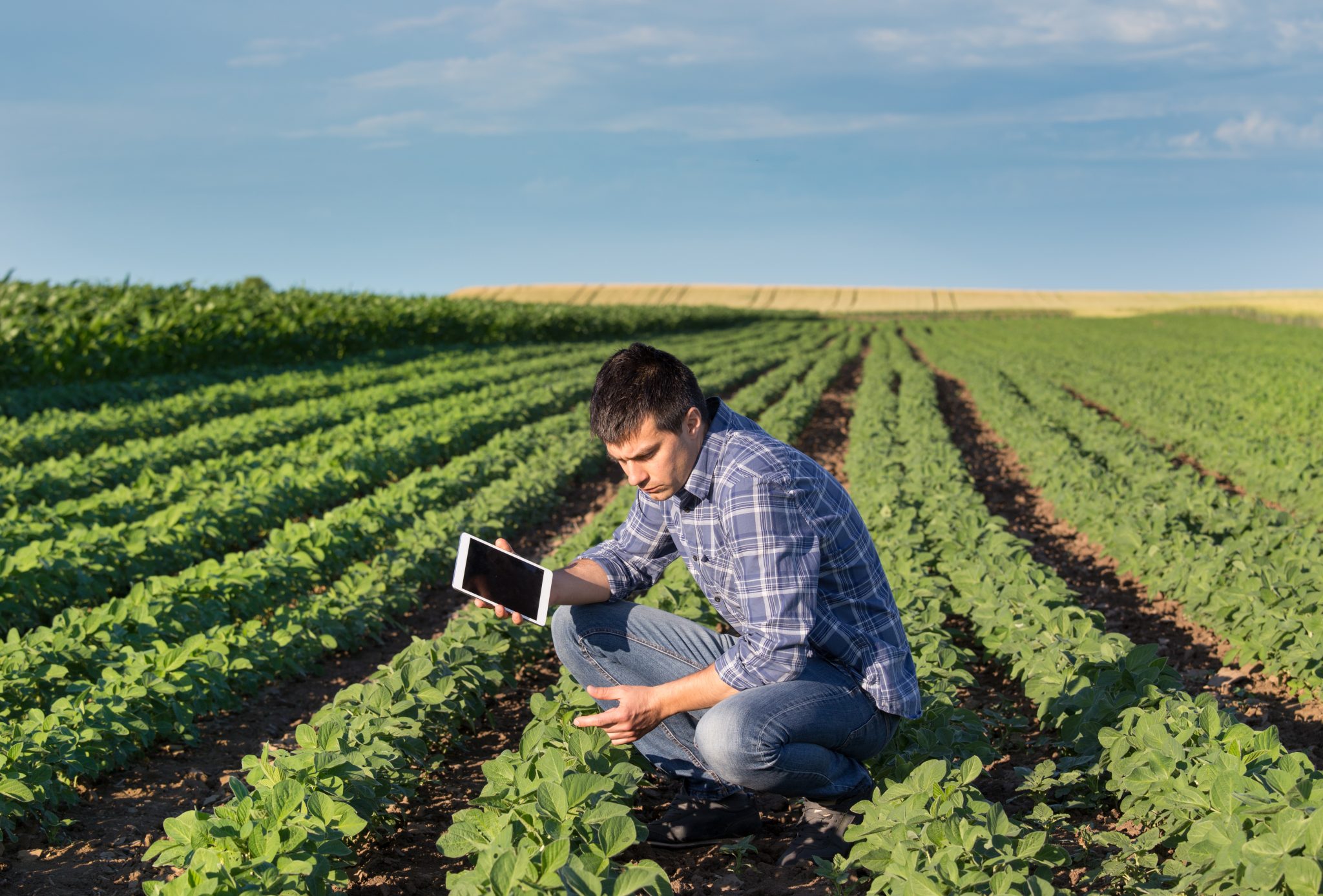 man kneeling in soybean field