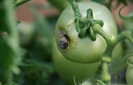 tomato with insect damage
