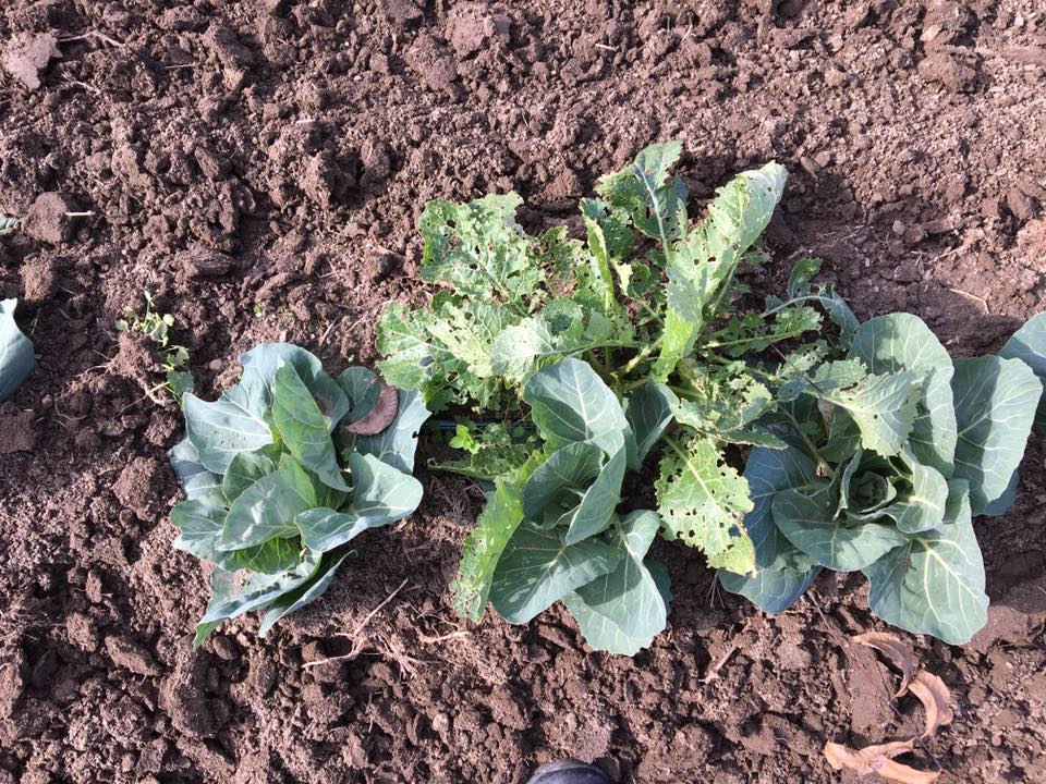 Damage from a yellowmargined leaf beetle