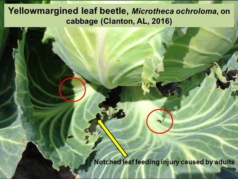 yellow margined leaf beetle on cabbage