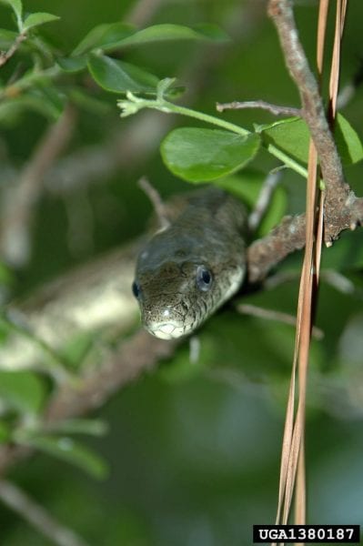 Gray rat snake in tree