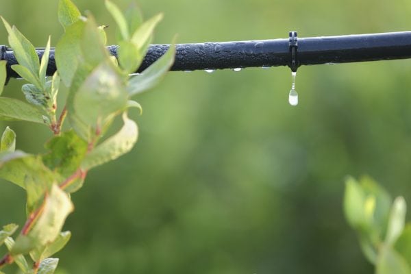 Close-up view of drip irrigation system