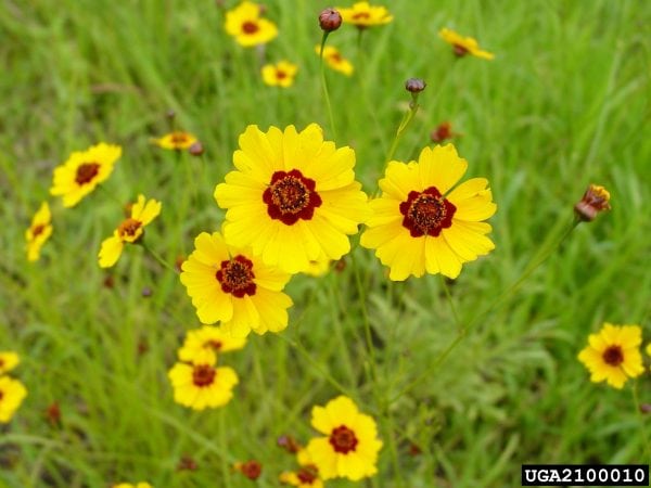 Coreopsis