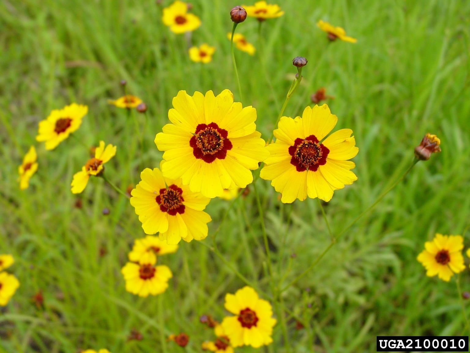 Coreopsis