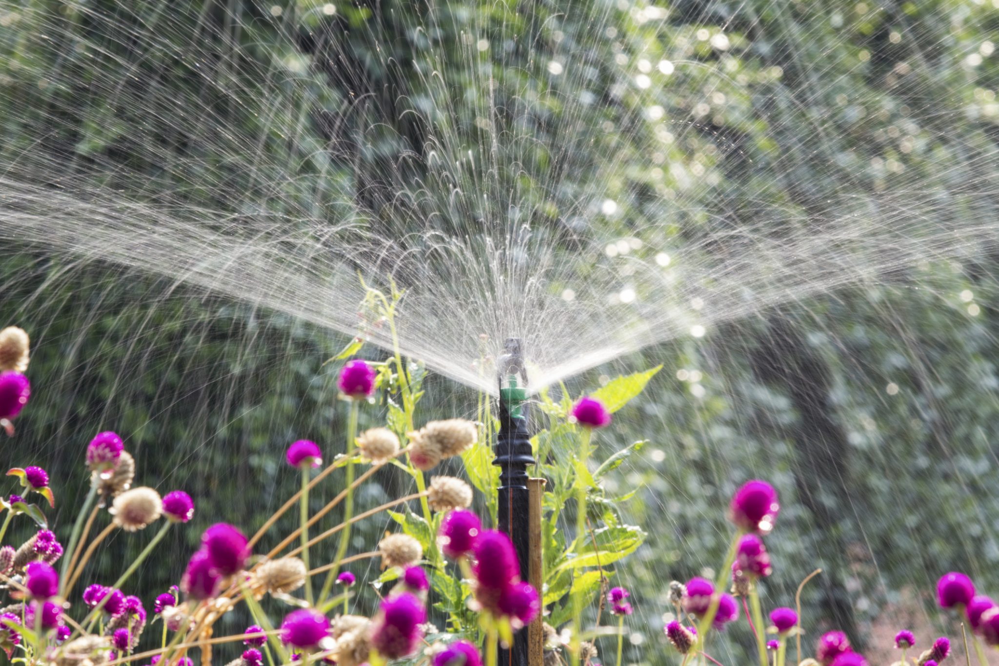 Sprinkler head watering the flowers in garden