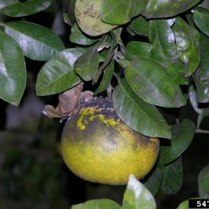 Fruit damage from Citrus whitefly