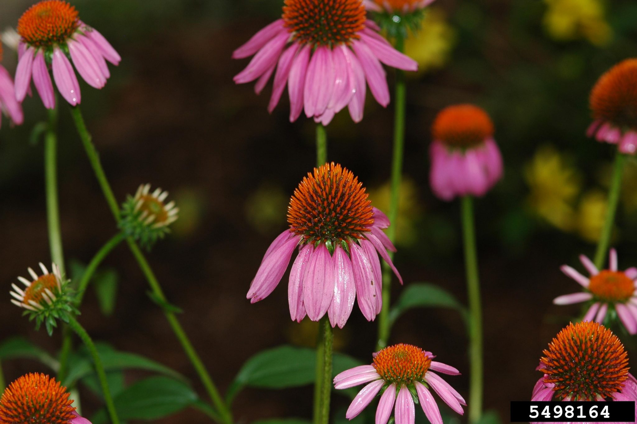 Purple Coneflower