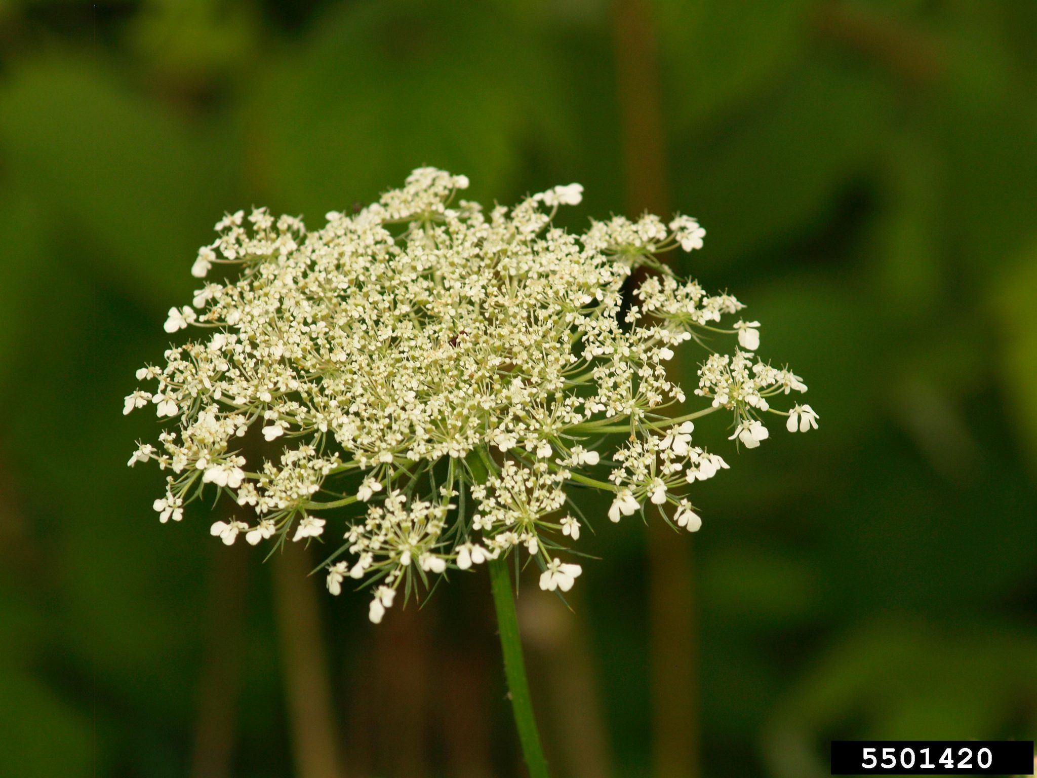 Queen Anne's Lace
