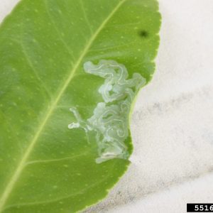 Citrus leafminer larvae