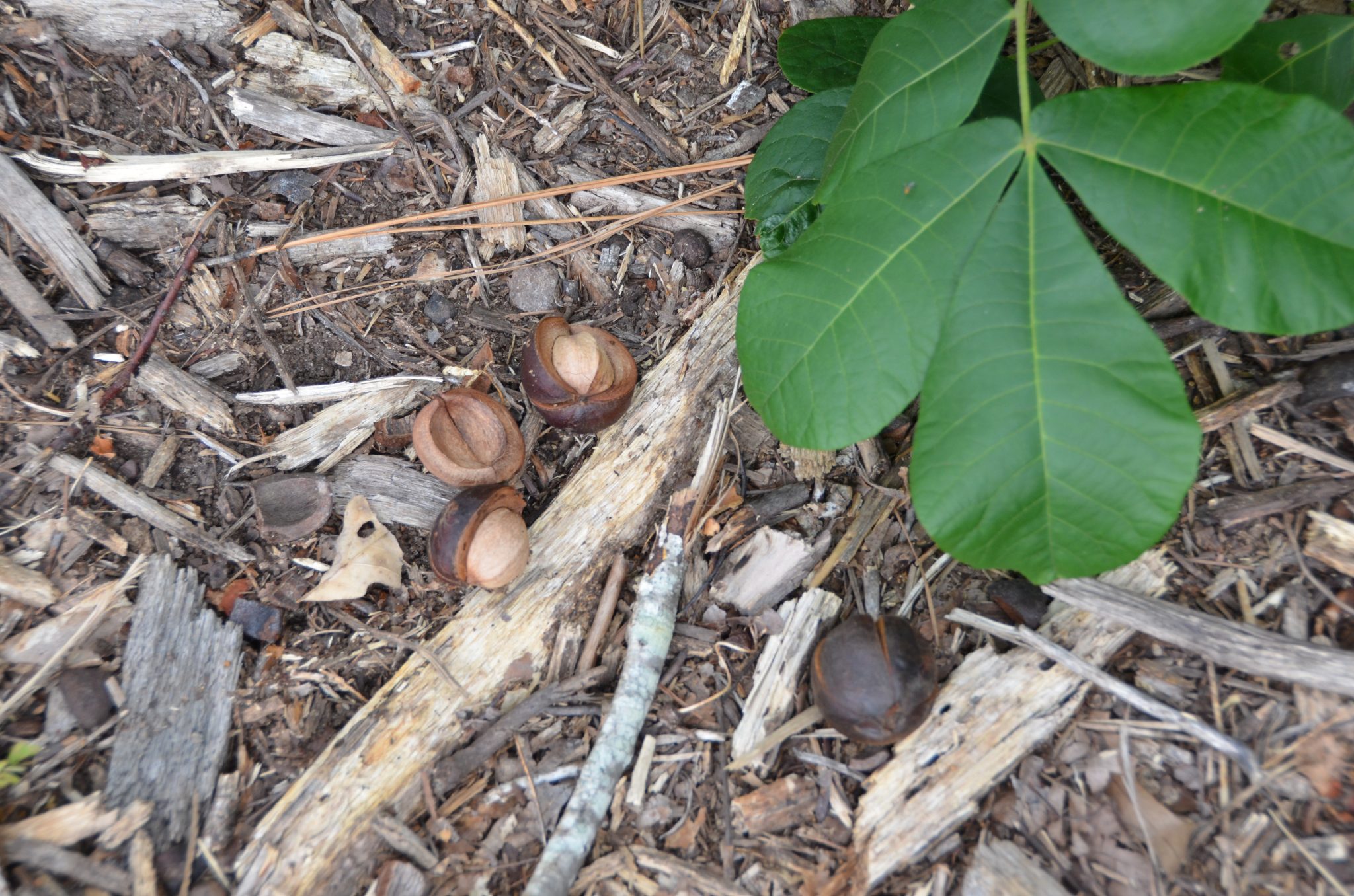 Hickory nuts. Hickory nuts have hard shells surrounded by a woody husk.