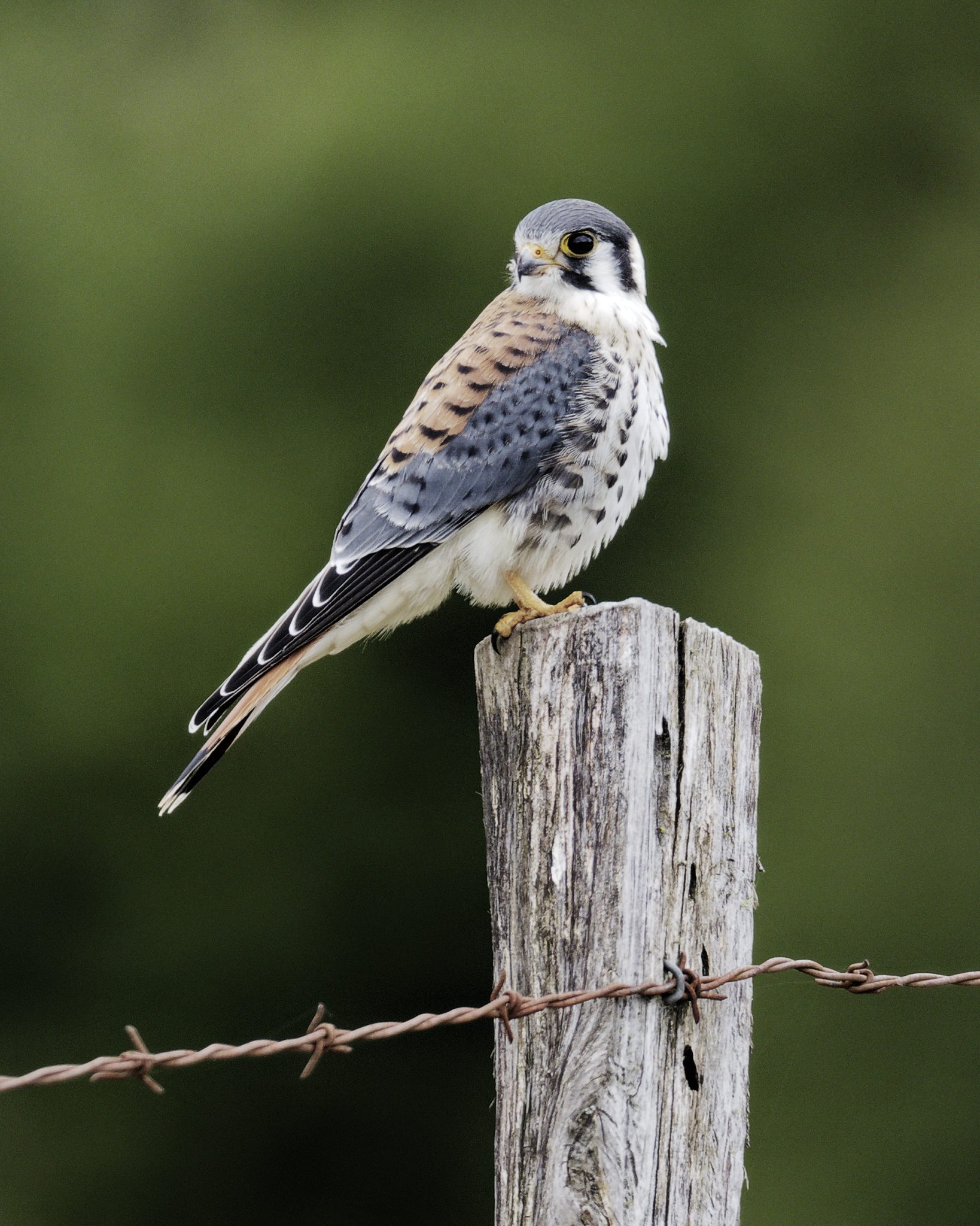 A male American Kestrel perches on a fence post