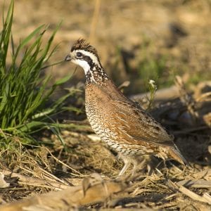 Bobwhite quail are one of Alabama’s most sought after gamebirds.
