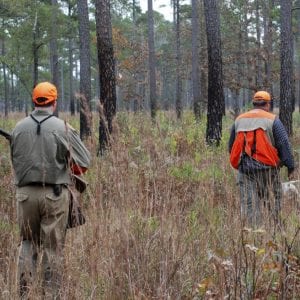 Quail hunting is a significant part of the southern hunting culture.