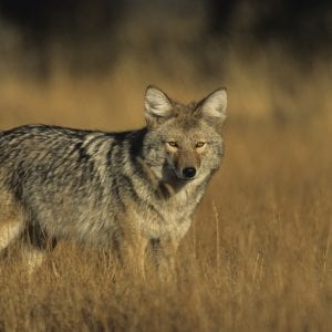 Coyotes and foxes have large home ranges; a successful predator management program for these populations has to be implemented on a substantial amount of land.