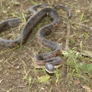 Snakes are predators of quail nests and chicks. Most snakes are protected under state or federal laws.