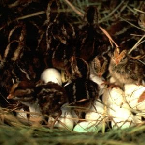 Bobwhite quail have several reproduction adaptations: frequent renesting; male incubation of nests and rearing of young; and female double-clutching to offset high annual mortality.