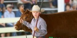 Alabama 4-H member participating in the Livestock Judging Contest