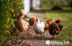 Alabama 4-H Poultry Project