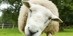 A closeup of a sheep in a pasture looking into the camera.