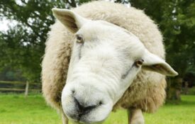 A closeup of a sheep in a pasture looking into the camera.