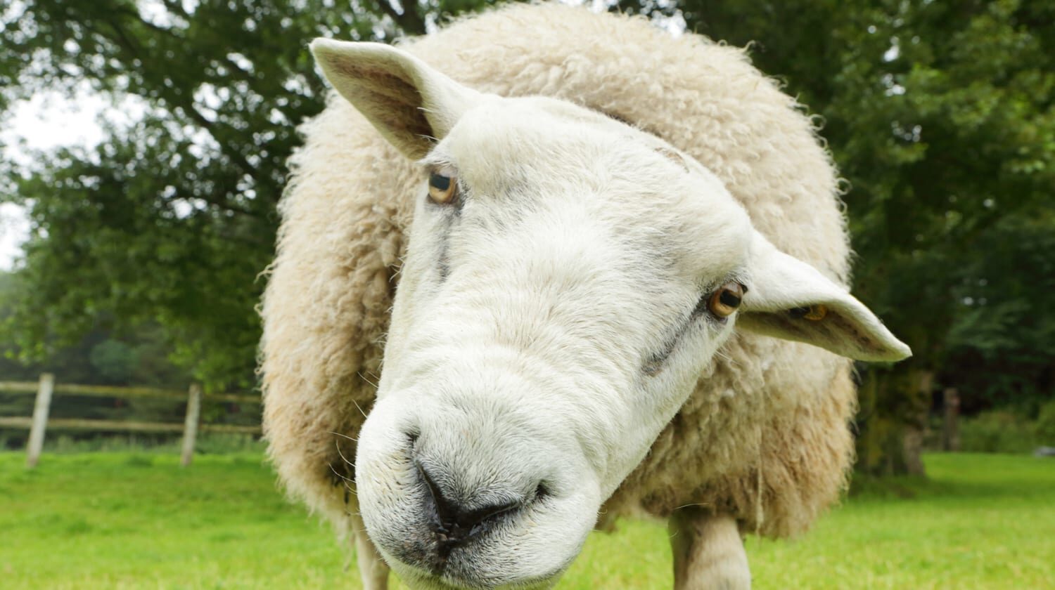 A closeup of a sheep in a pasture looking into the camera.