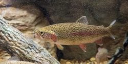 A rainbow trout swimming along the bottom