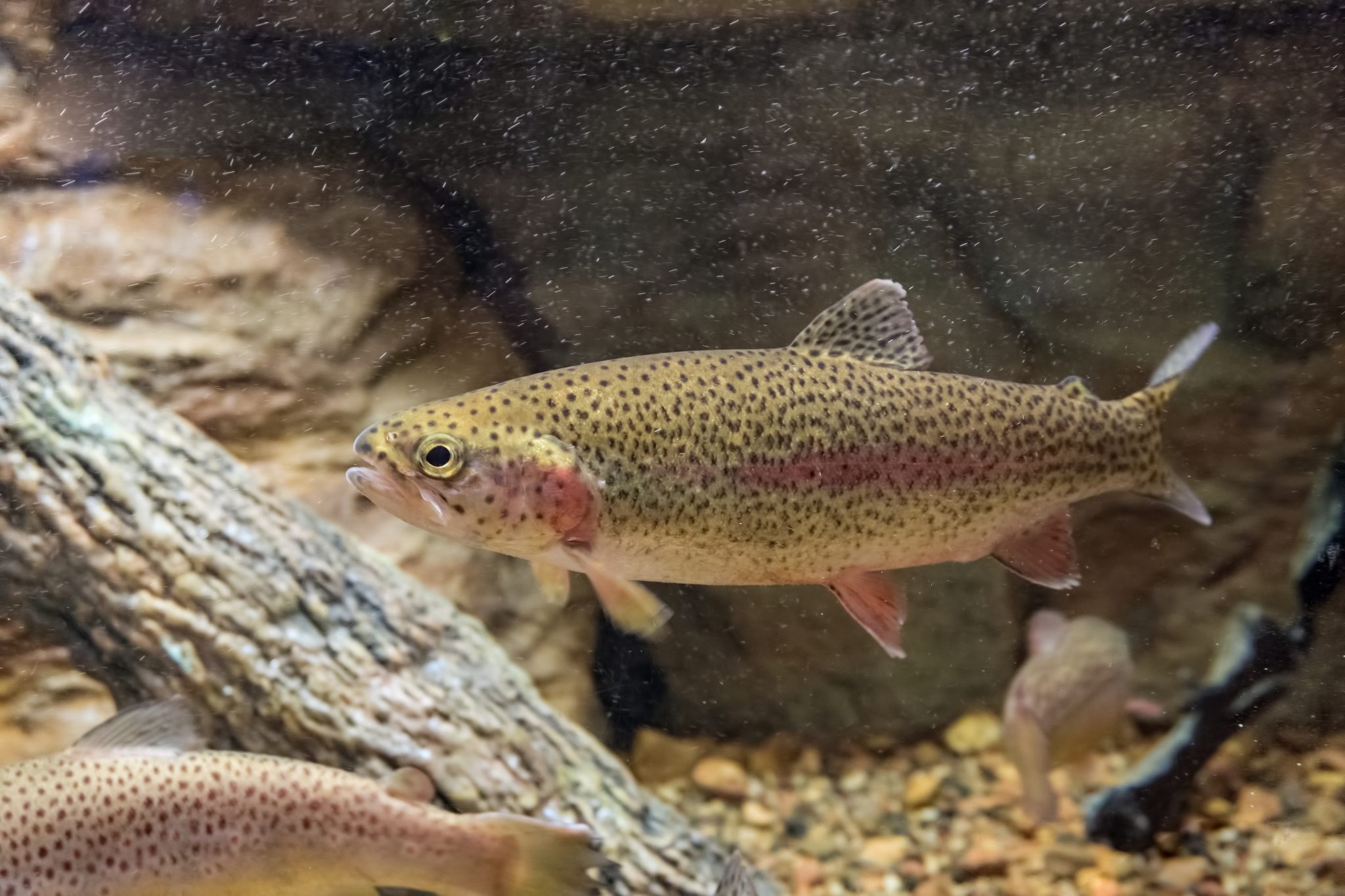 A rainbow trout swimming along the bottom