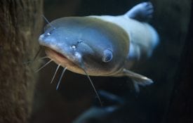 Close-up of catfish