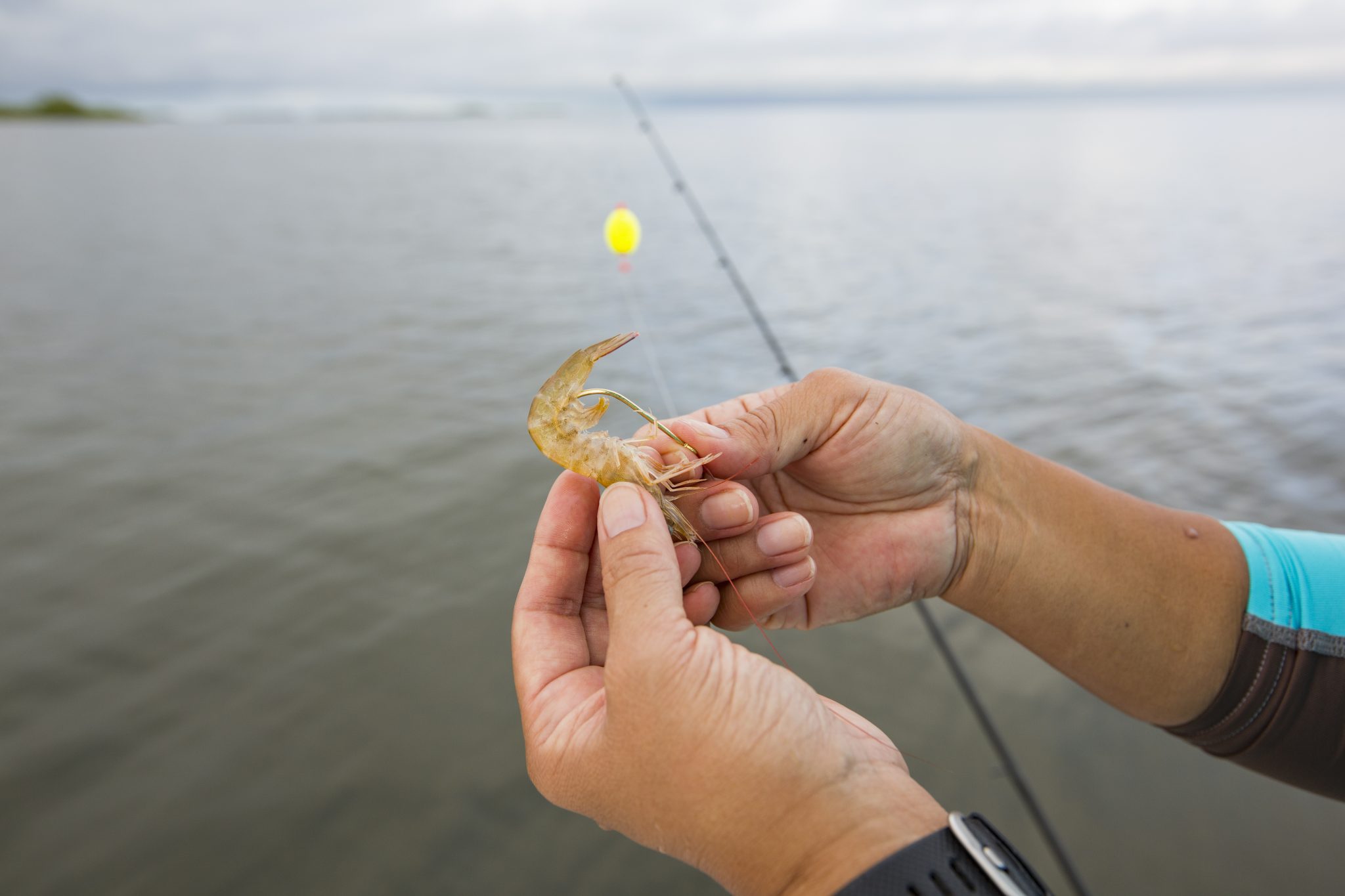 Hooking shrimp bait