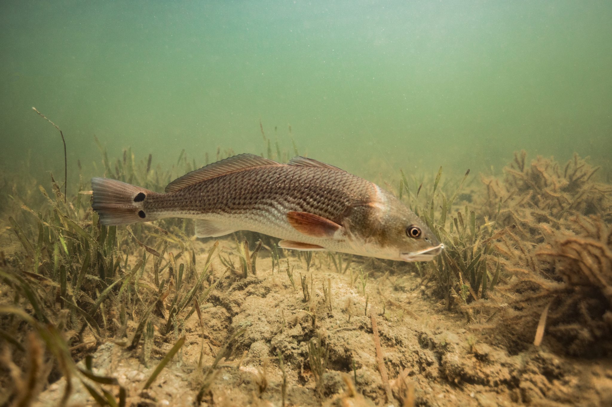 Redfish in the Gulf of Mexico, Homosassa, Florida, US
