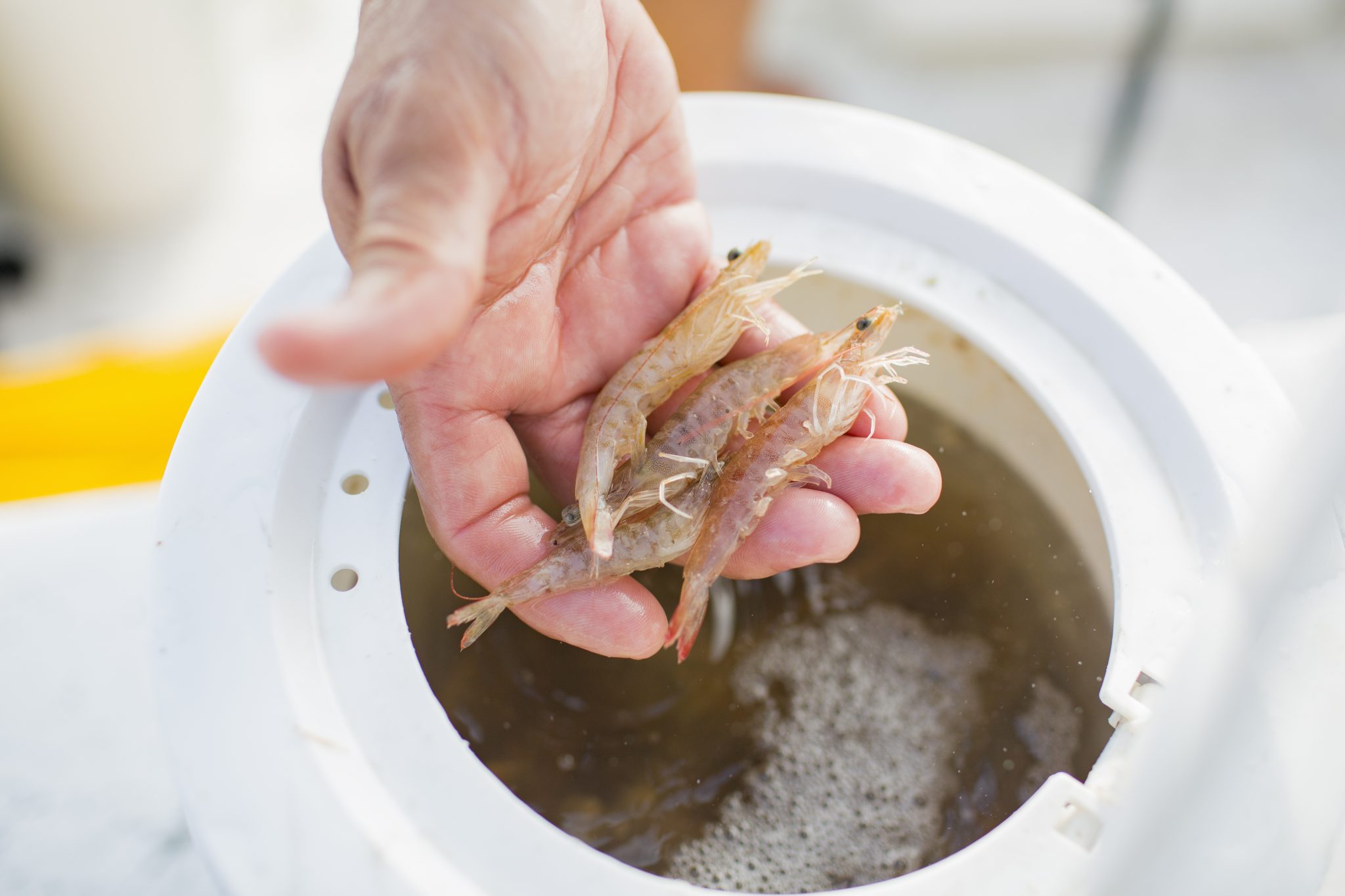Aquaculture of Bait Shrimp on the Gulf Coast Alabama Cooperative