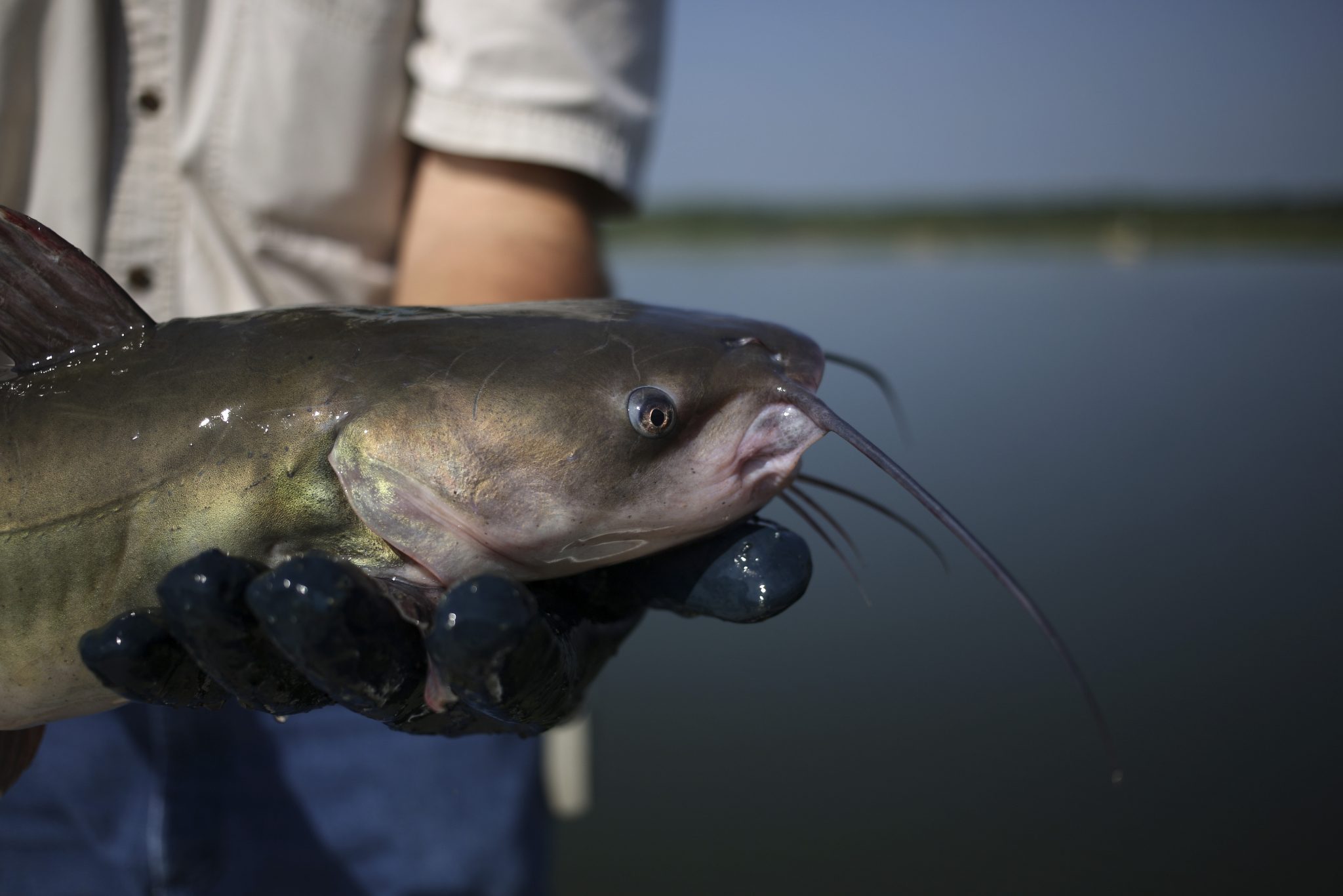 A fisherman displays a catfish that was fished out of a pond on an aquaculture farm in Alabama, U.S. Photographer: Luke Sharrett/Bloomberg