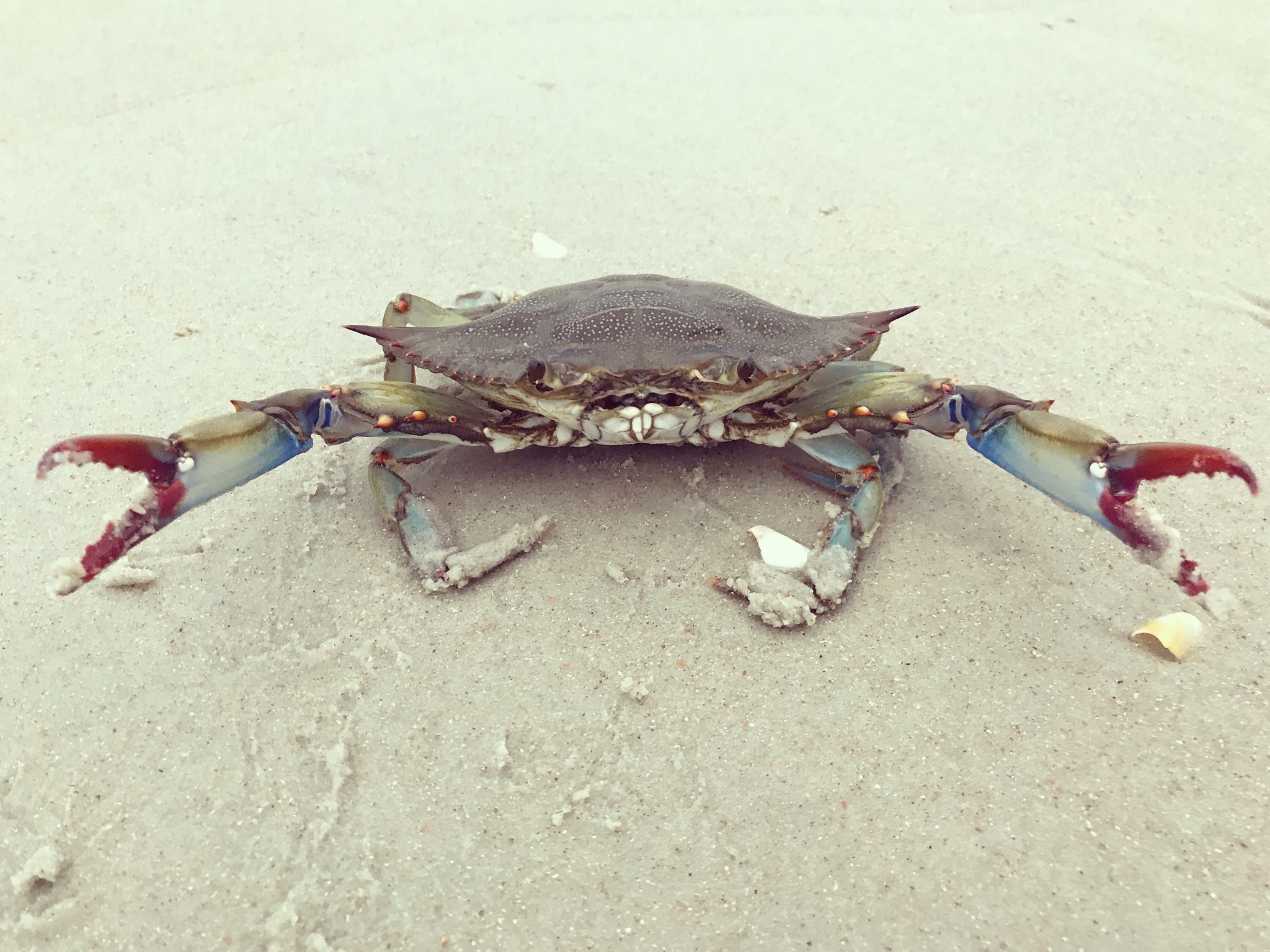 Blue Crabs in Alabama - Alabama Cooperative Extension System