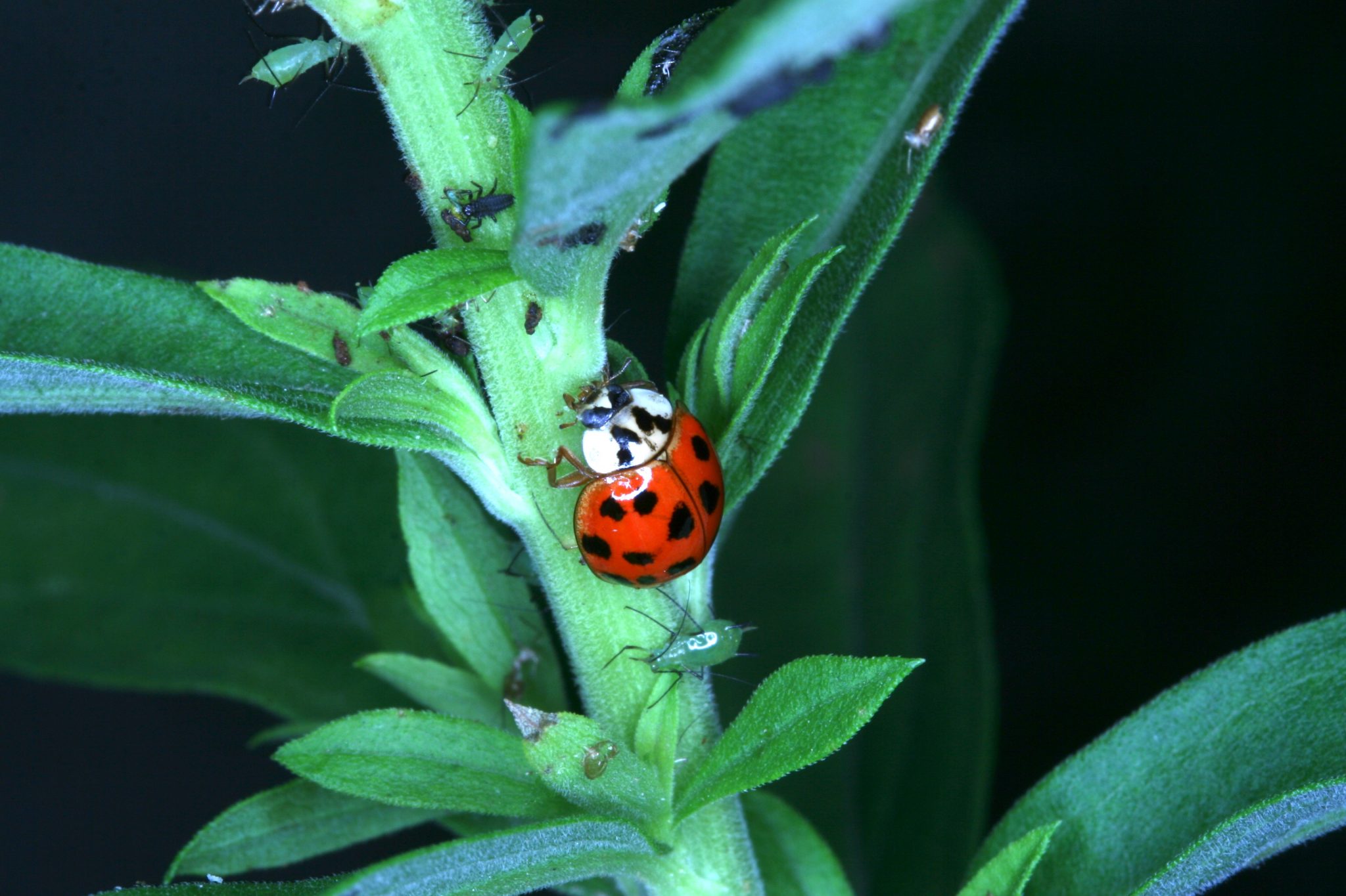 ladybeetle