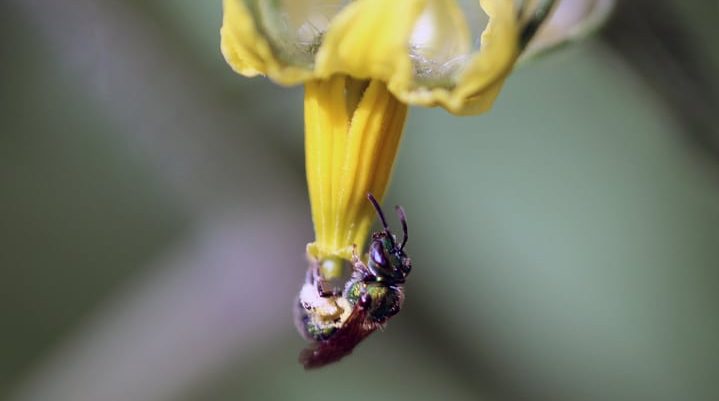 Orchard mason bee on a tomato bloom