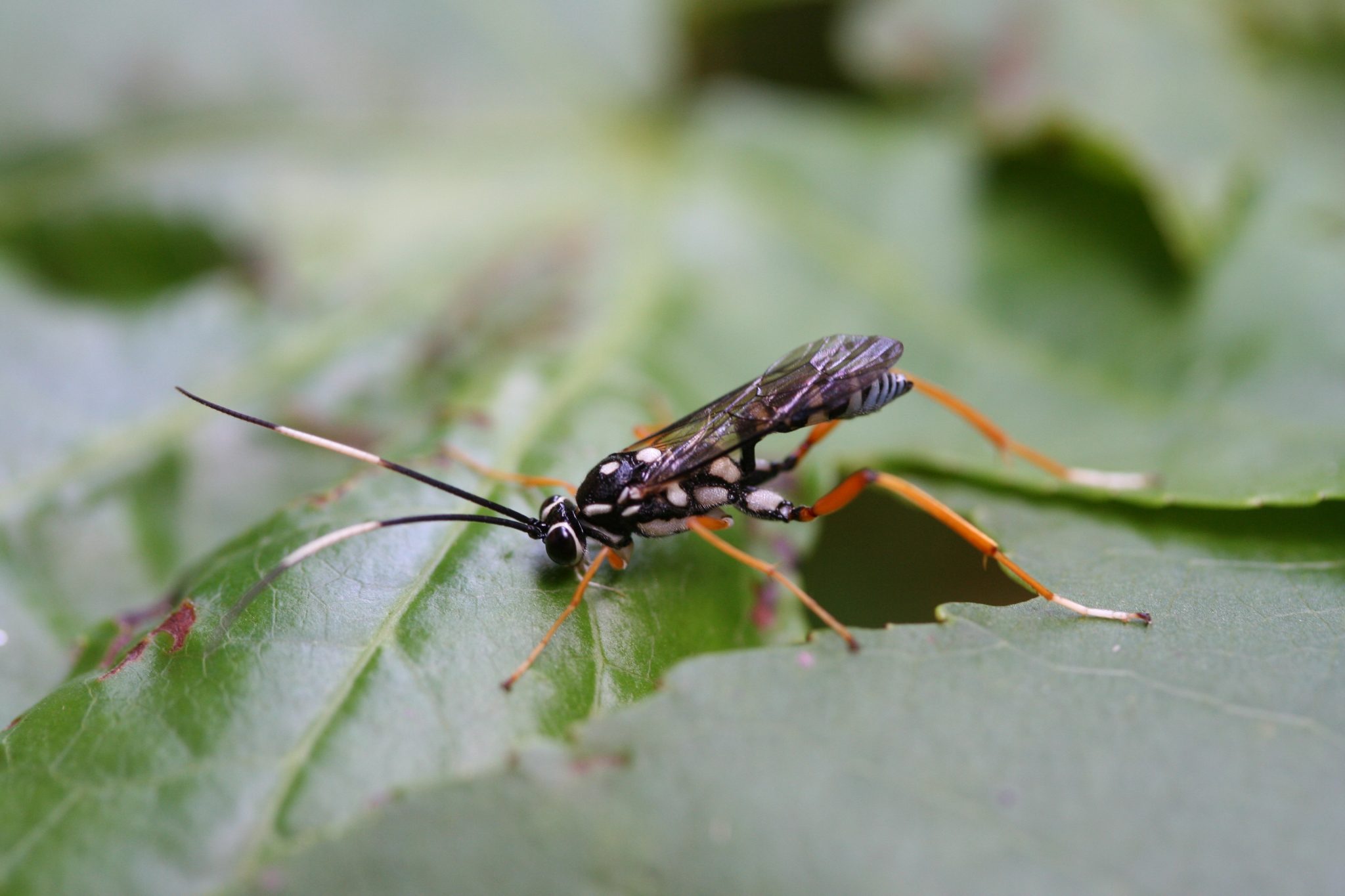 parasitic wasp