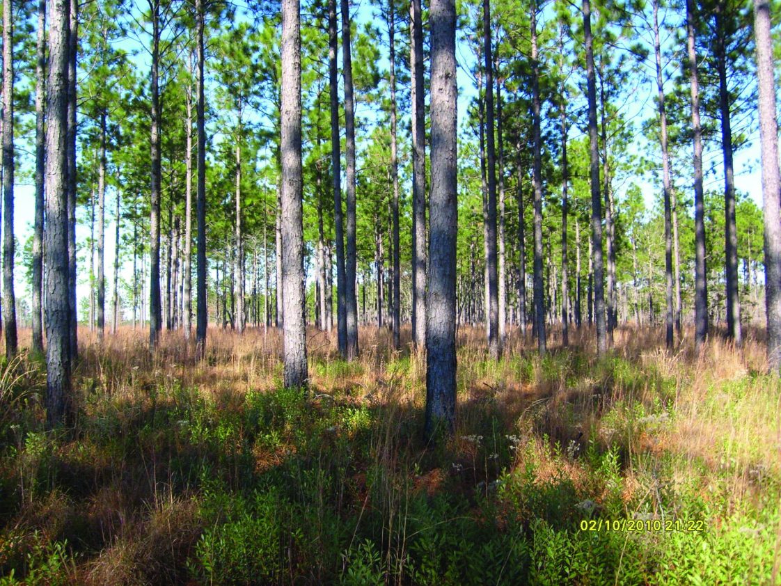 This is a stand of longleaf pine (Pinus palustris Mill.) with an average basal area of 95 square feet per acre. Basal area is often stated simply as “95 square feet of basal area” or “95 BA.”