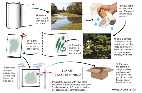 Illustration of 8 steps to successfully submit a pond weed sample.