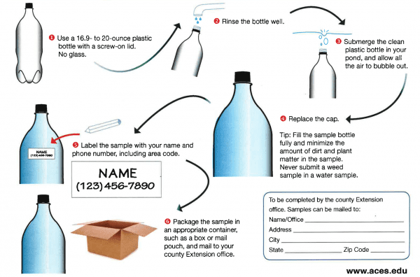 Illustration of 6 simple steps for submitting pond water samples