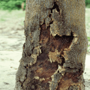 Phytophthora Root Rot