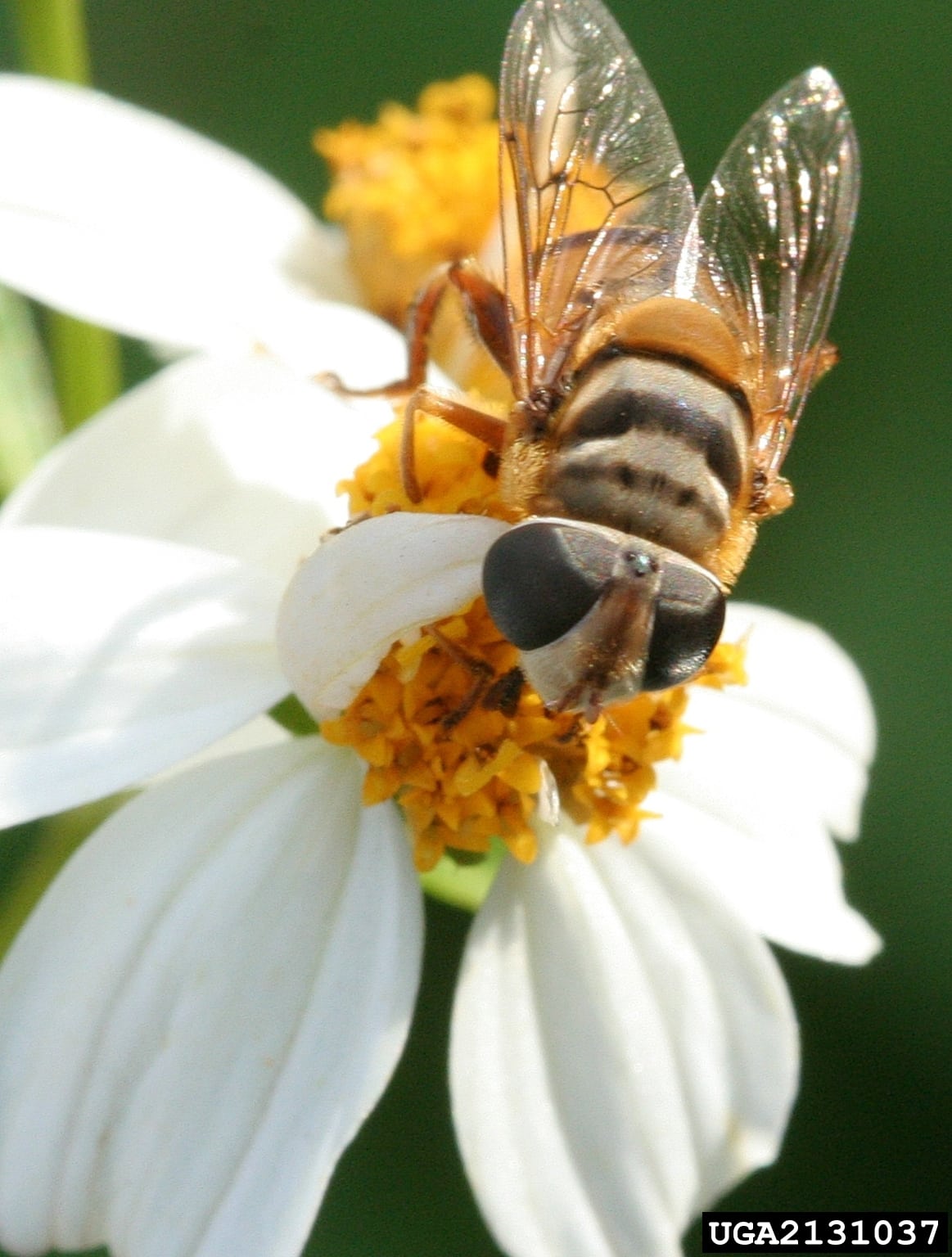Syrphid fly