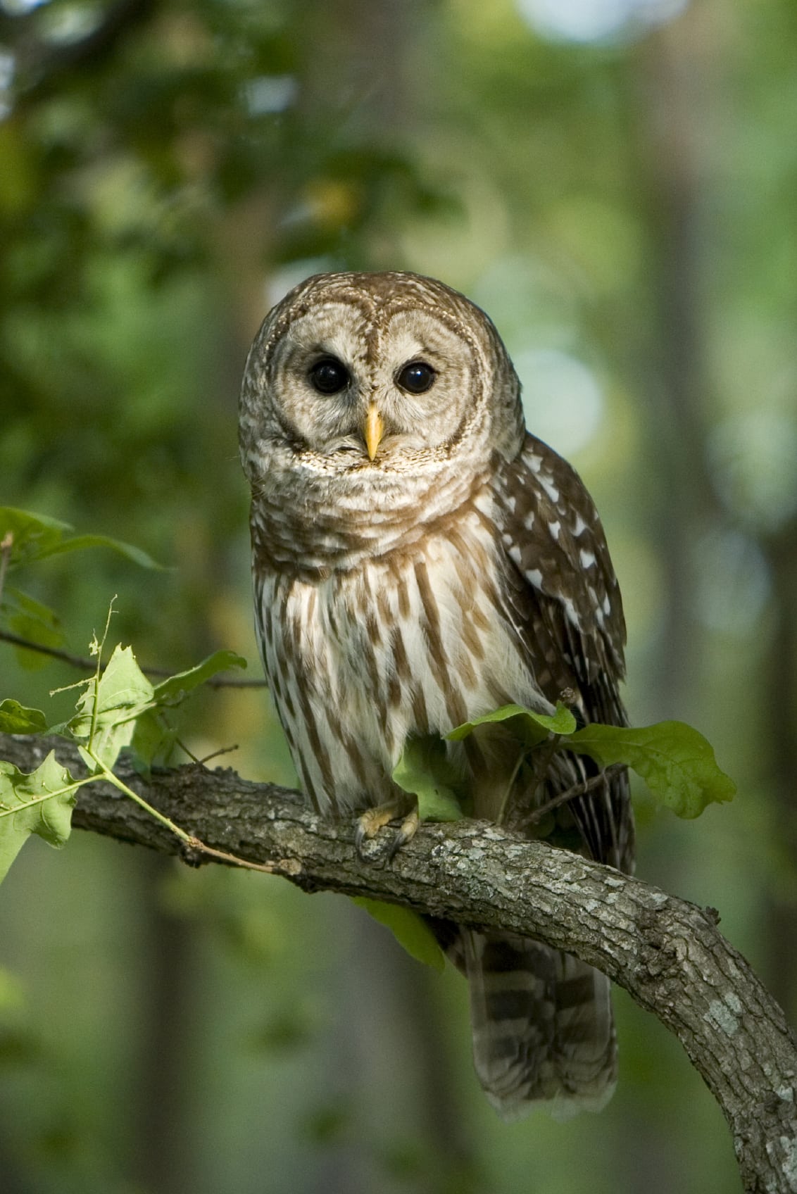 Barred owl (Strix varia)