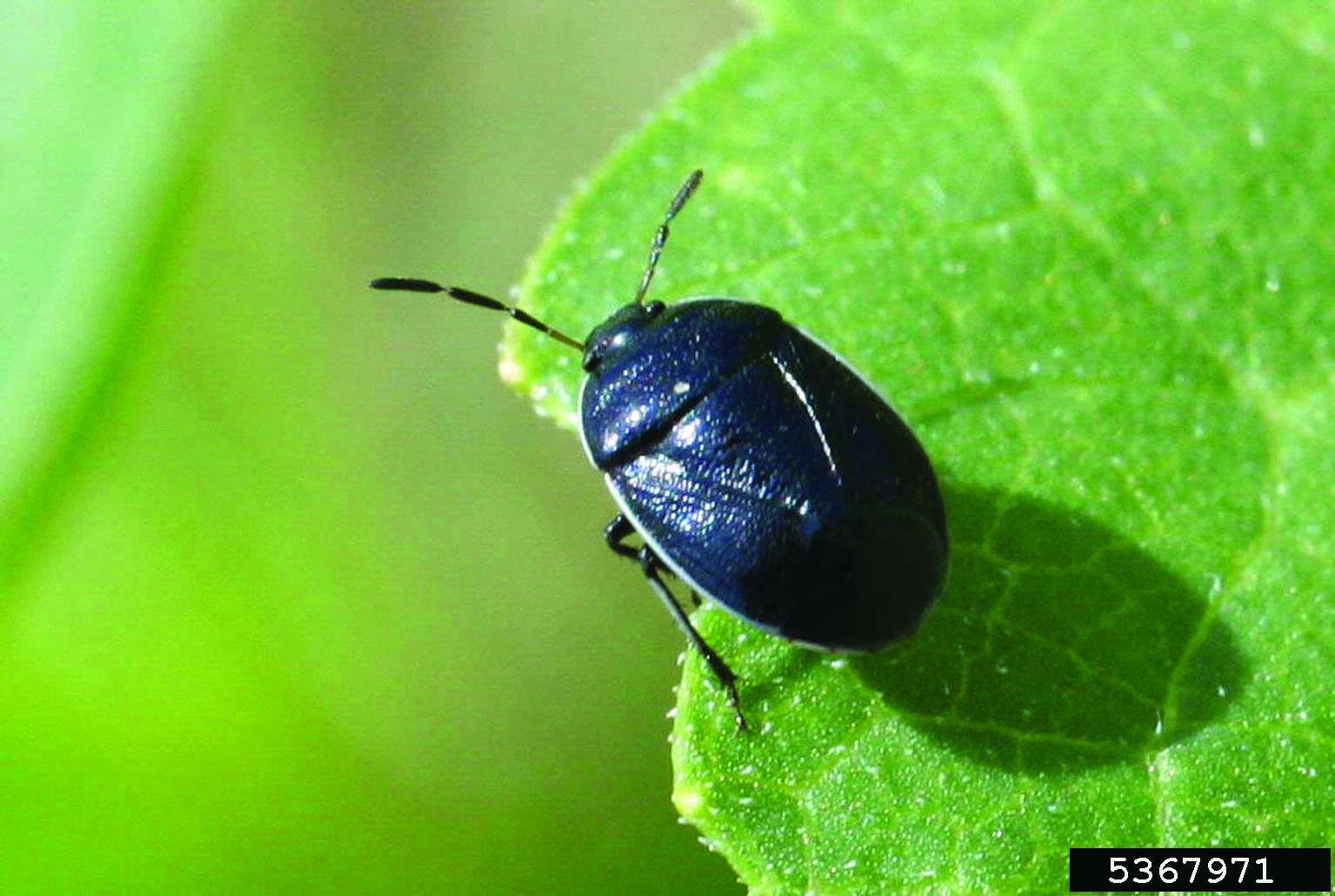 burrower bug adult