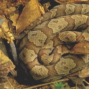 Copperhead snake